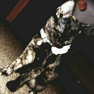 Meet your Posher, Lilly